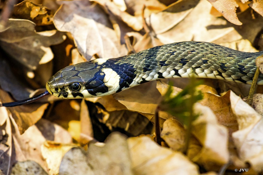 $lastEvent["LastEvent"]["name"]