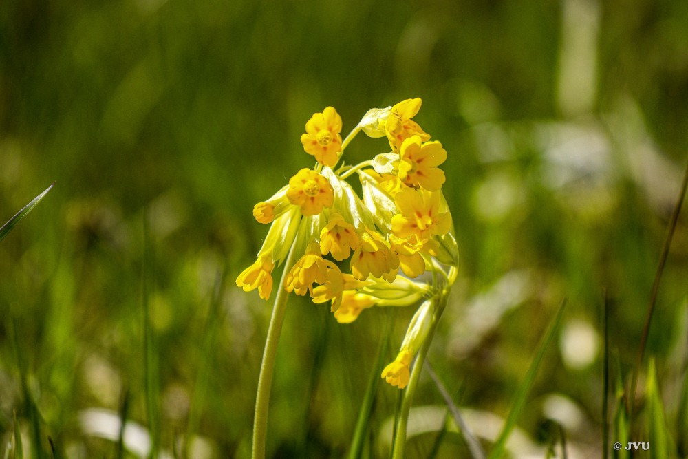 $lastEvent["LastEvent"]["name"]